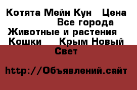 Котята Мейн Кун › Цена ­ 15 000 - Все города Животные и растения » Кошки   . Крым,Новый Свет